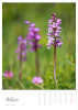 März || Orchis mascula subsp. speciosa (Mutel) Hegi | Prächtiges Knabenkraut || ©  Manuel Dieterle 2020