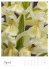 April || Dactylorhiza sambucina (L.) Soó | Holunder-Fingerwurz || ©  Manuel Dieterle 2020
