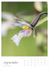 September || Epipactis palustris (L.) Crantz | Sumpf-Stendelwurz || ©  Manuel Dieterle 2020